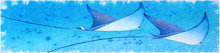 Ballet<br>Spotted Eagle Rays<br>(Eleuthera, Bahamas)